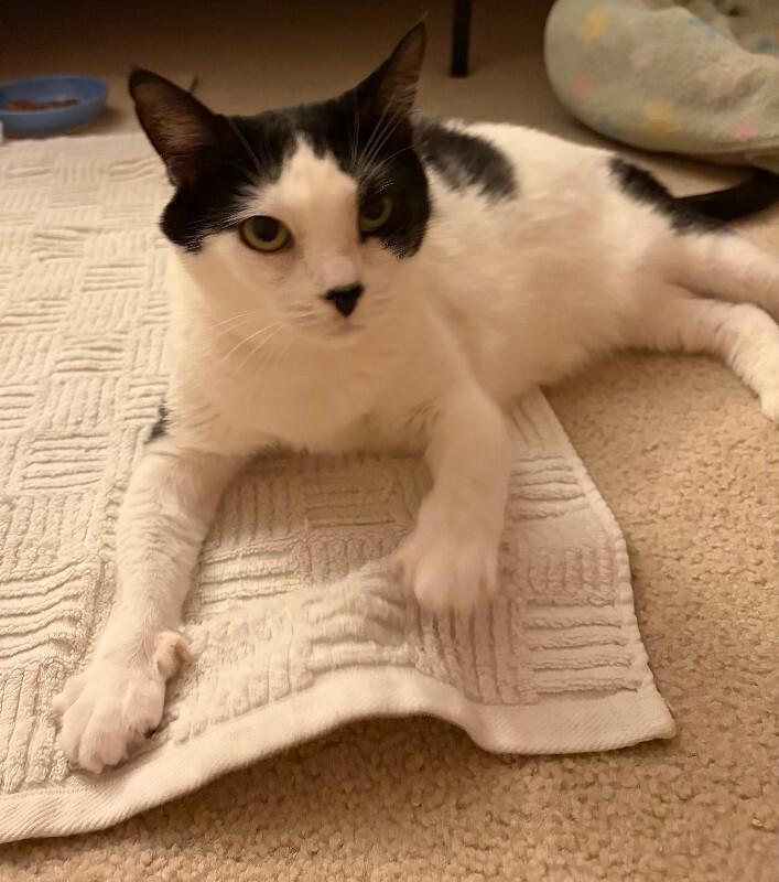 Enlarge Mabel, a Adoptable Domestic Short Hair in Colmar, PA image 3/4