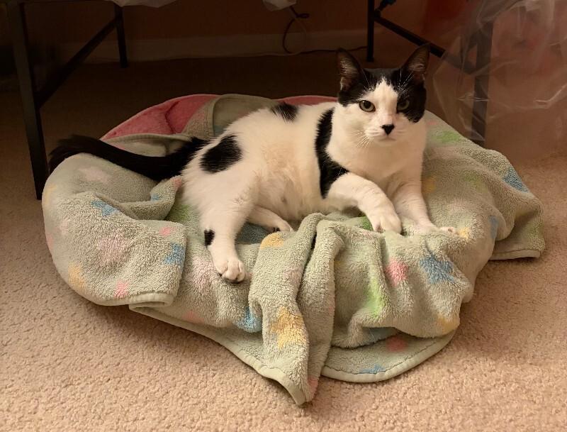 Enlarge Mabel, a Adoptable Domestic Short Hair in Colmar, PA image 4/4