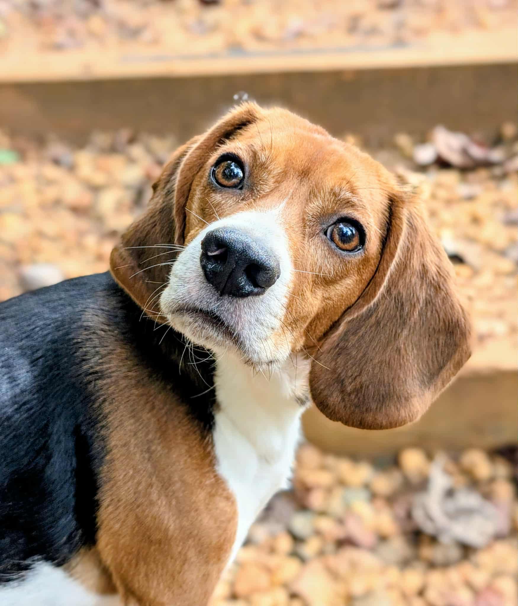 Sam and Bailey, a Adoptable Beagle in Landrum, SC image 2/5