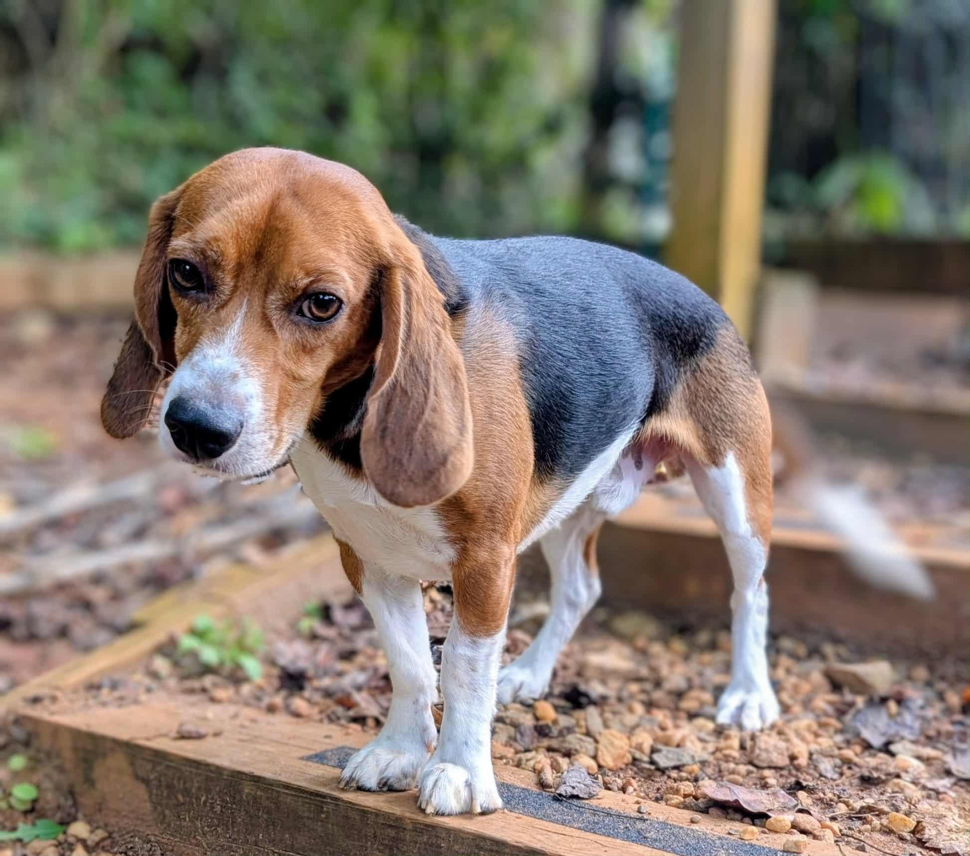Sam and Bailey, a Adoptable Beagle in Landrum, SC image 3/5