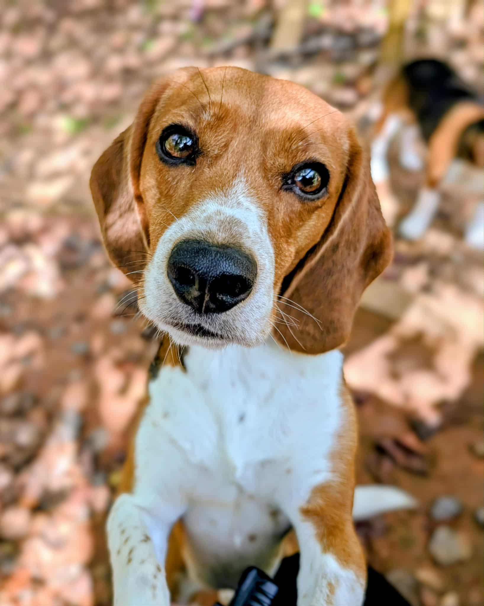 Sam and Bailey, a Adoptable Beagle in Landrum, SC image 4/5