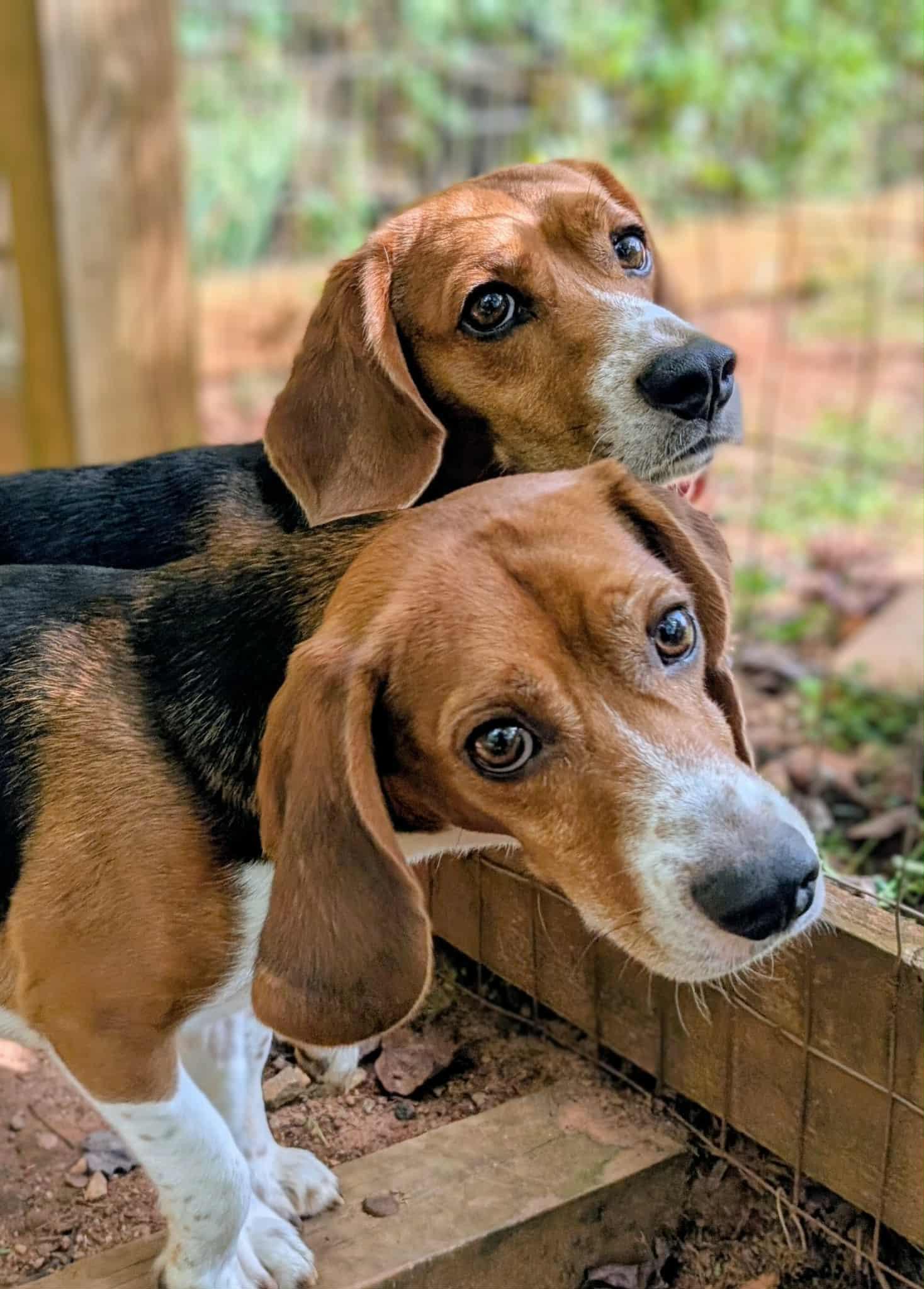 Sam and Bailey, a Adoptable Beagle in Landrum, SC image 1/5