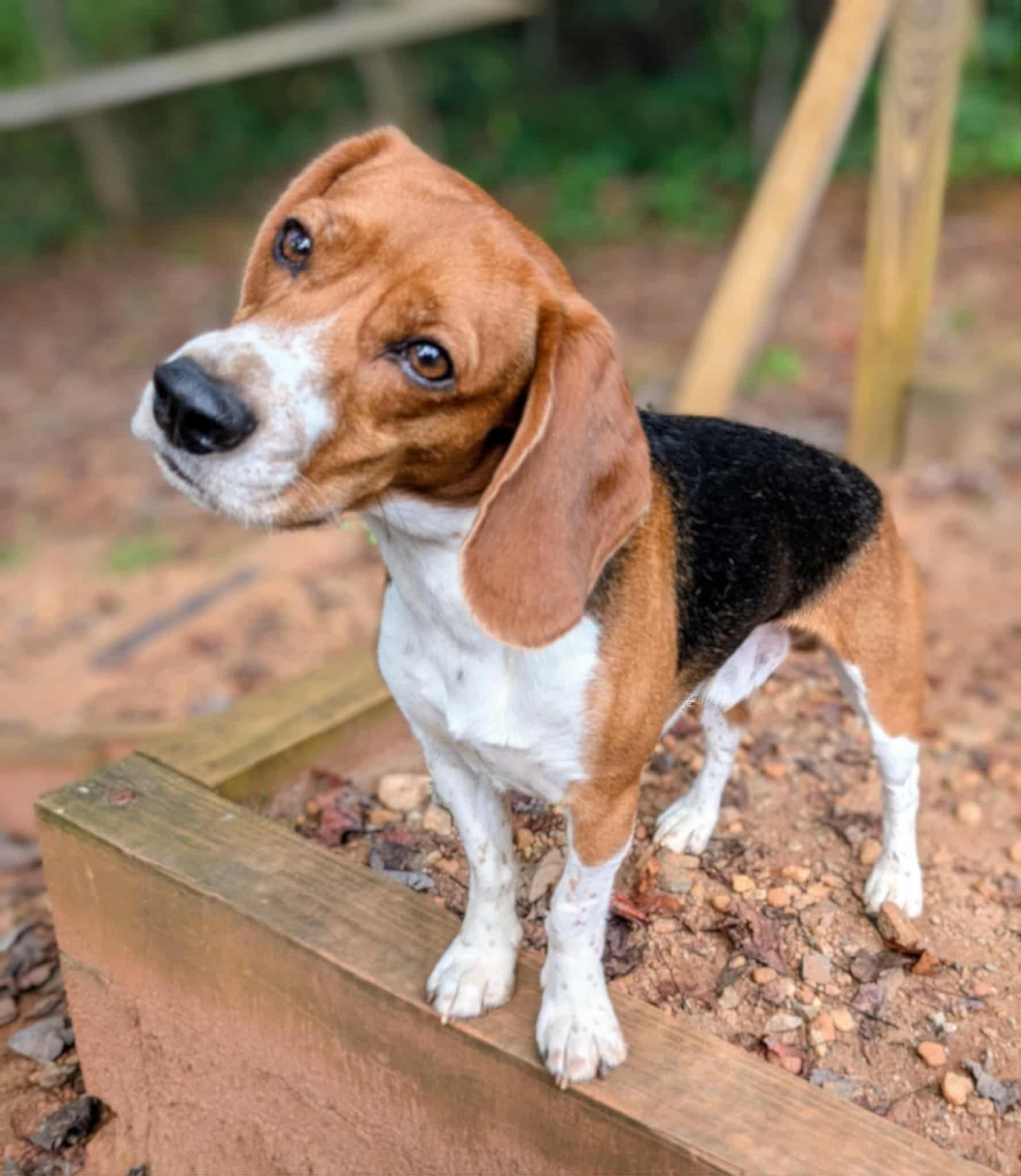 Sam and Bailey, a Adoptable Beagle in Landrum, SC image 5/5