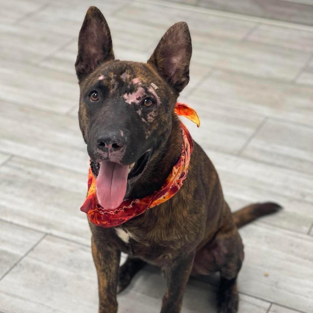 Astro, Adoptable, Adult Male Mixed Breed.