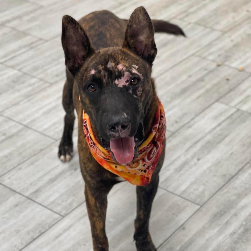 Enlarge Astro, a Adoptable Mixed Breed in Lufkin, TX image 2/4