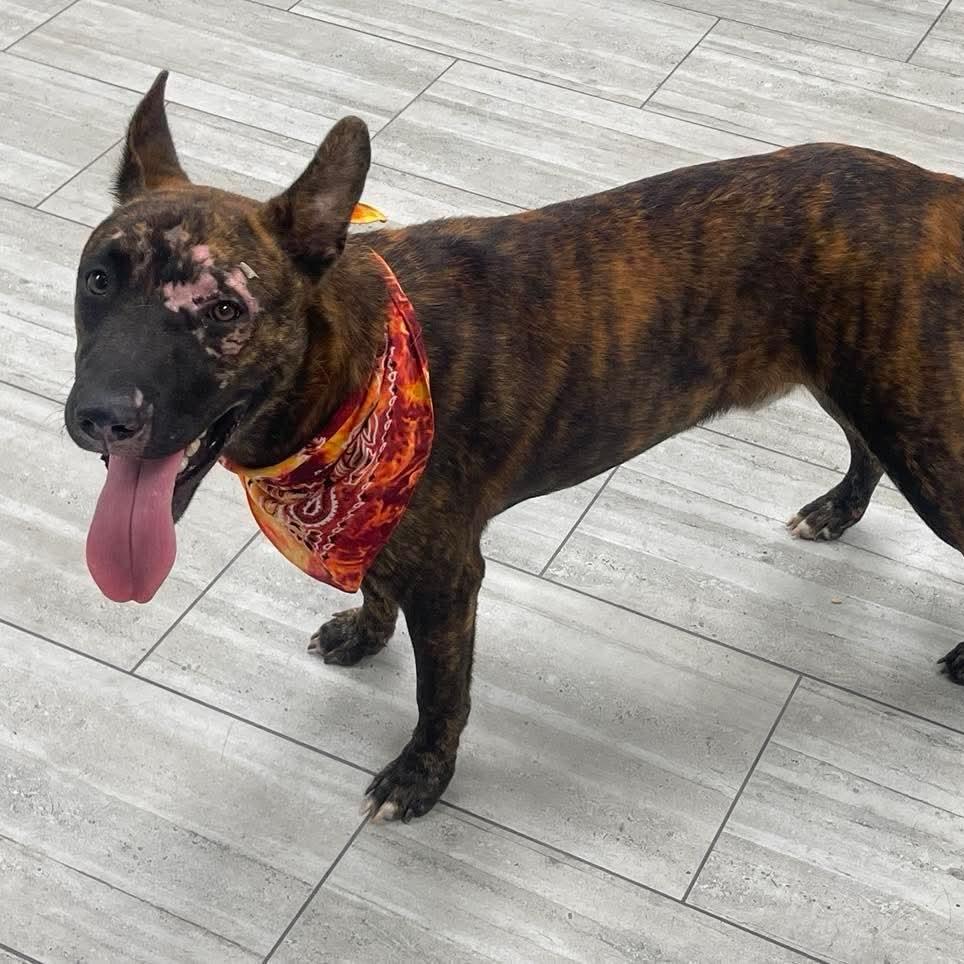 Enlarge Astro, a Adoptable Mixed Breed in Lufkin, TX image 4/4