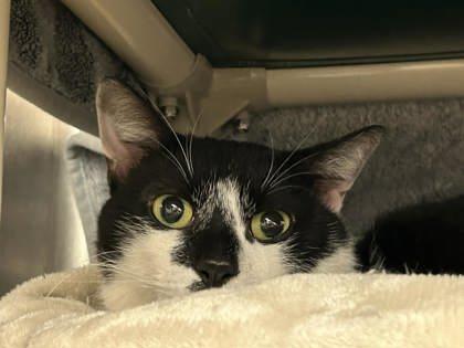 Enlarge Thor, a Adoptable mixed breed in Munster, IN image 1/1