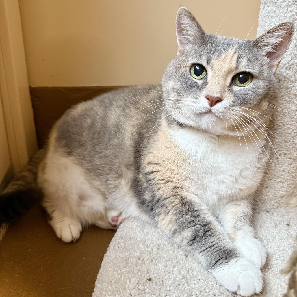 Enlarge Poppy, a Adoptable Domestic Short Hair in Agoura Hills, CA image 1/4