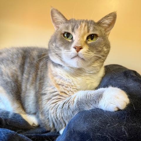 Enlarge Poppy, a Adoptable Domestic Short Hair in Agoura Hills, CA image 2/4