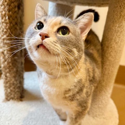 Enlarge Poppy, a Adoptable Domestic Short Hair in Agoura Hills, CA image 3/4