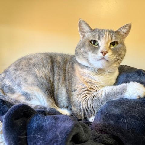 Enlarge Poppy, a Adoptable Domestic Short Hair in Agoura Hills, CA image 4/4