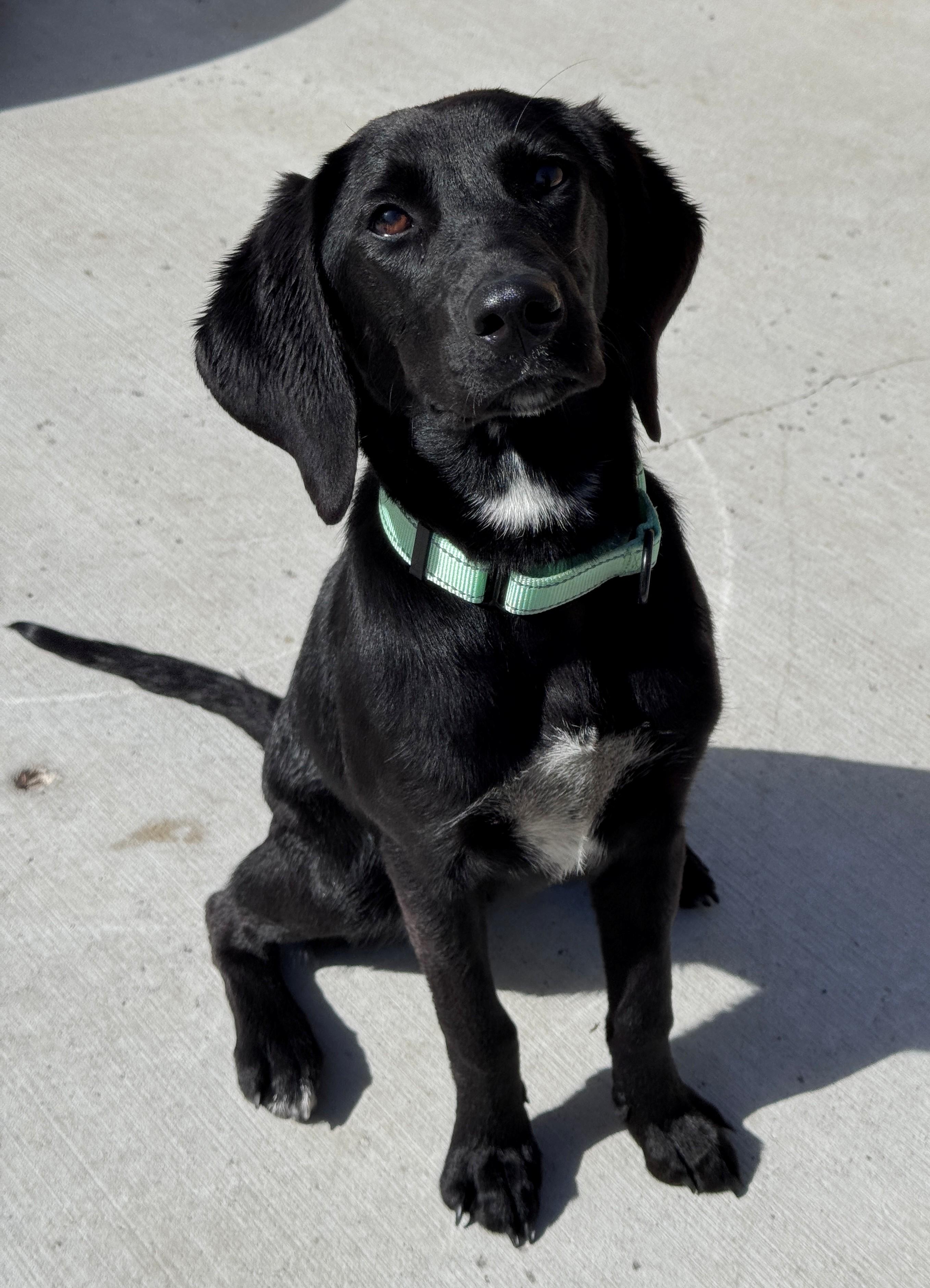 Enlarge Rachel, a ADOPTABLE Retriever in Hackensack, MN image 2/5