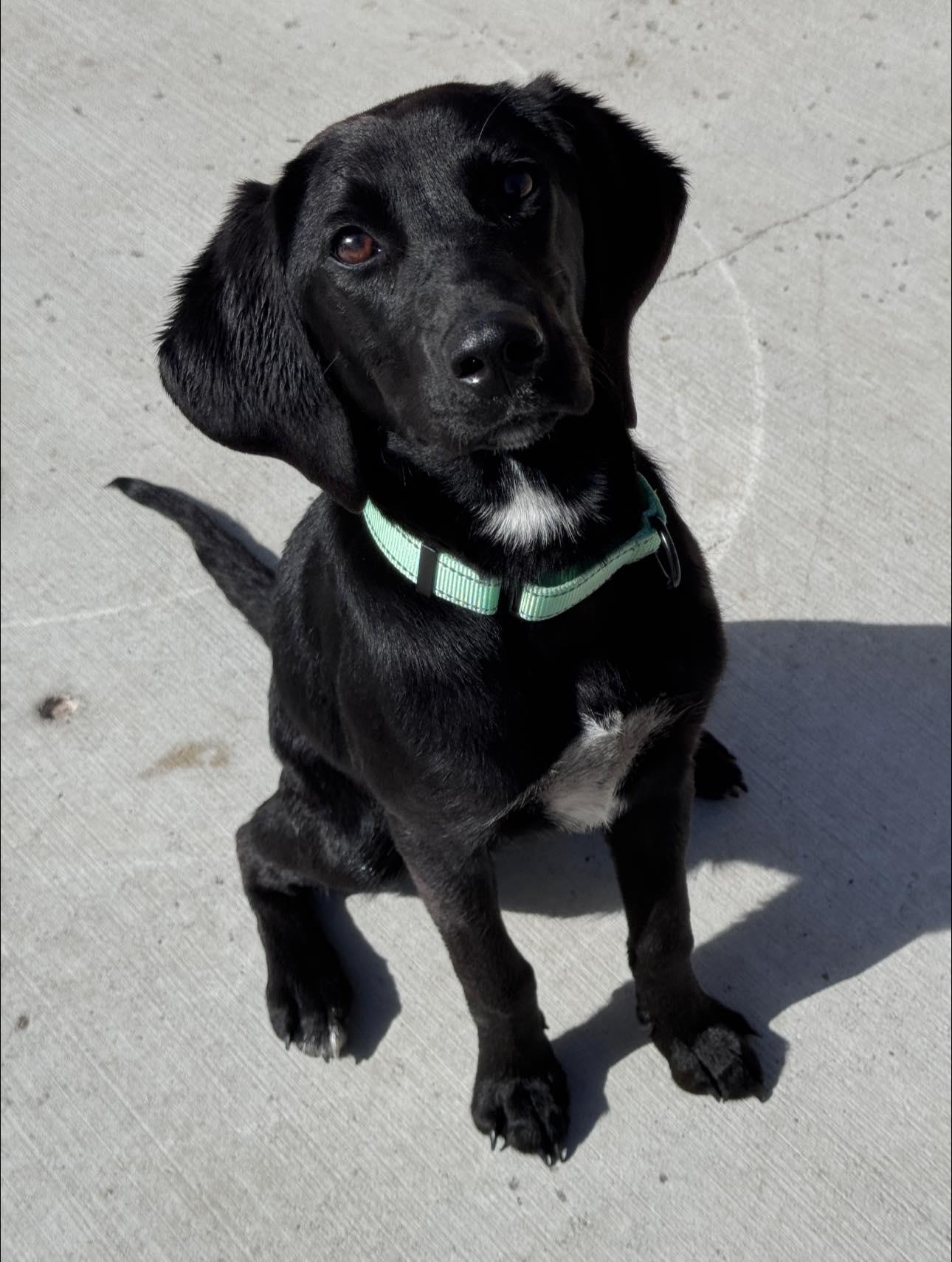 Rachel, ADOPTABLE, Puppy Female Retriever.