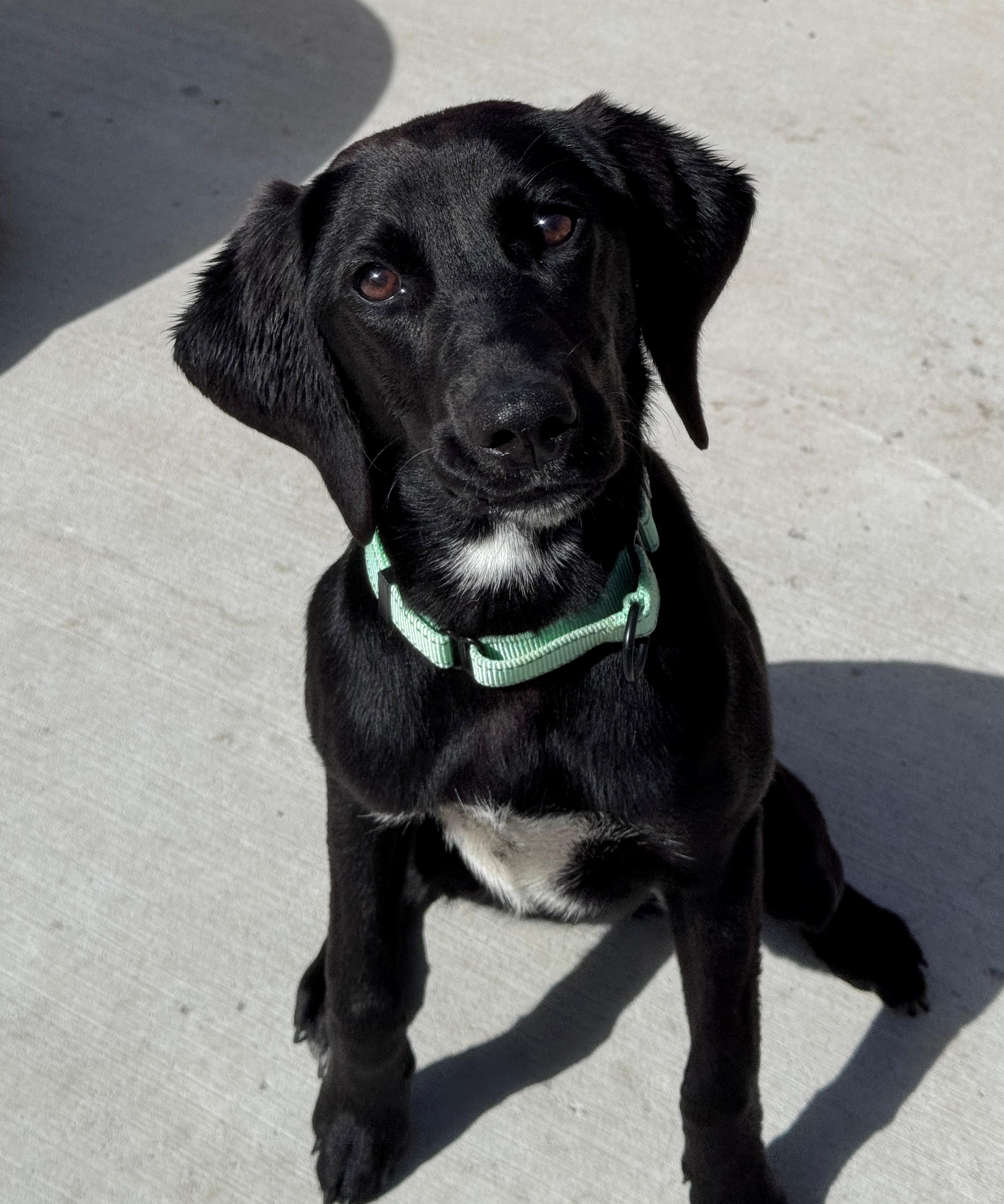 Enlarge Rachel, a ADOPTABLE Retriever in Hackensack, MN image 3/5