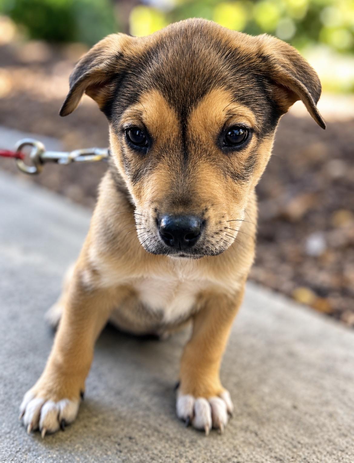 Enlarge Cooper, a Adoptable mixed breed in Tigard, OR image 4/4