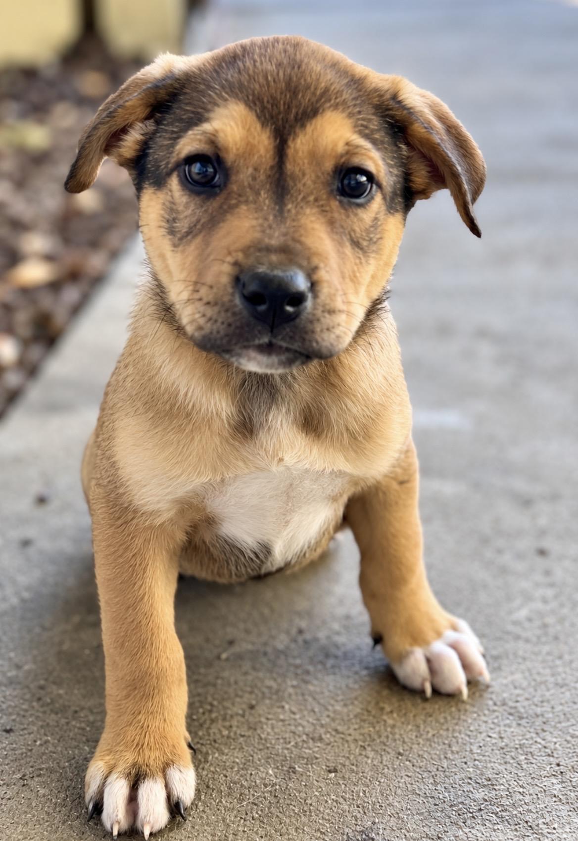 Enlarge Cooper, a Adoptable mixed breed in Tigard, OR image 1/4