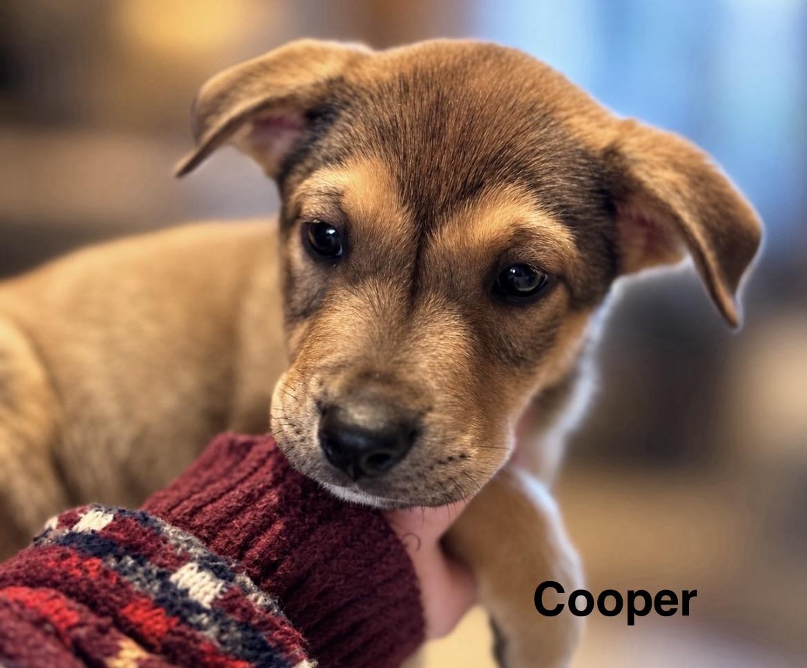 Enlarge Cooper, a Adoptable mixed breed in Tigard, OR image 2/4