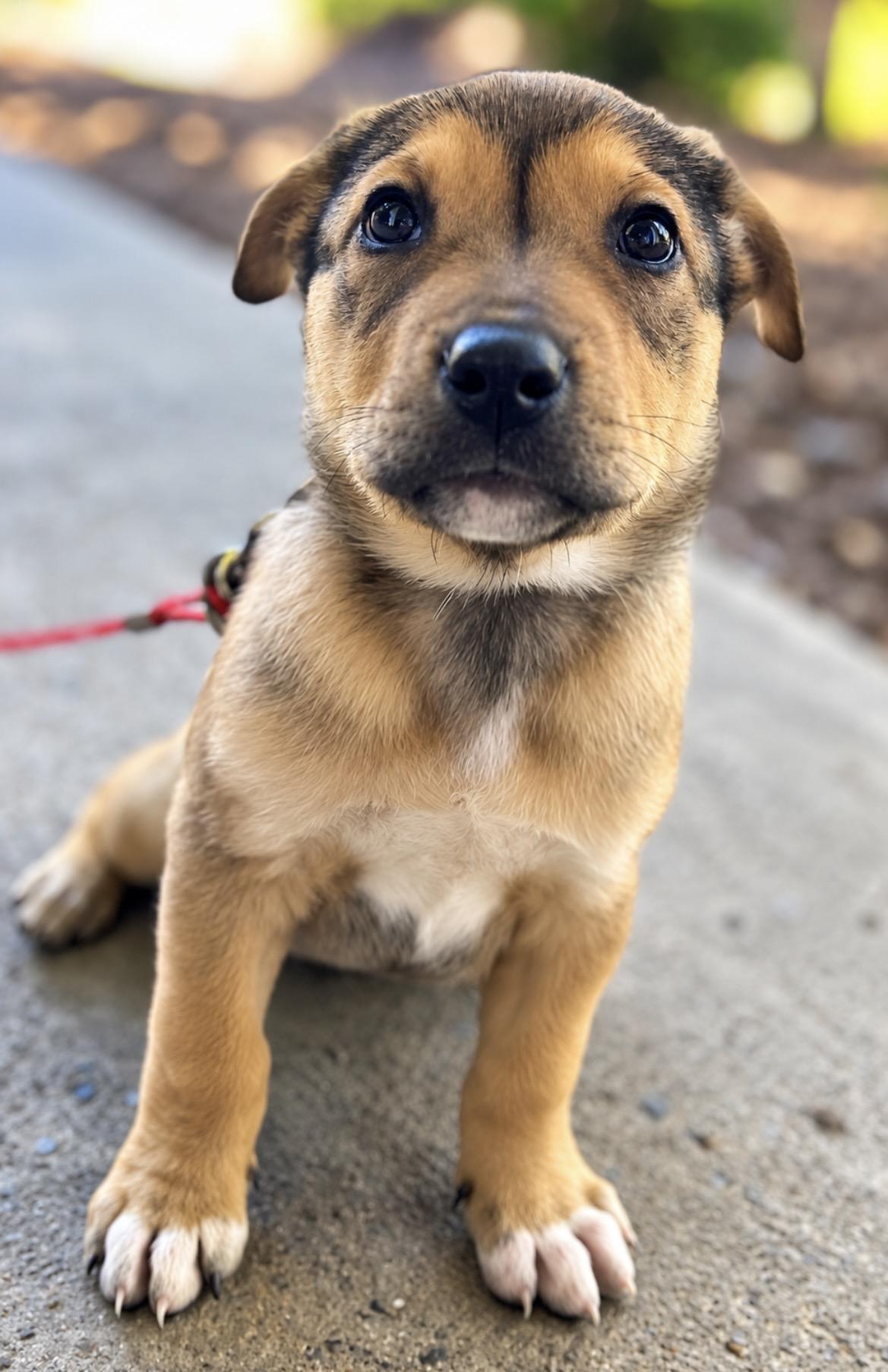 Enlarge Cooper, a Adoptable mixed breed in Tigard, OR image 3/4