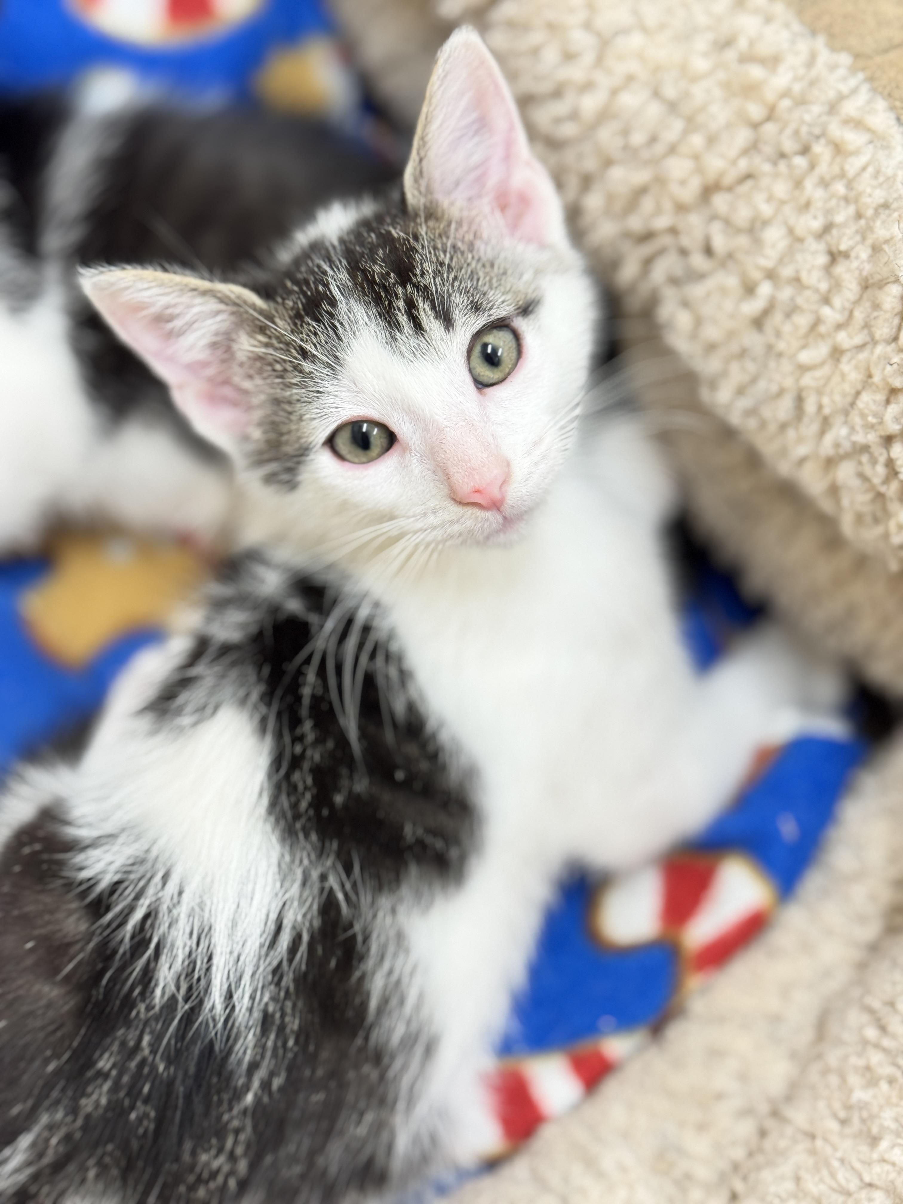 Warbler, an adoptable Domestic Short Hair in Hackensack, MN, 56452 | Photo Image 1
