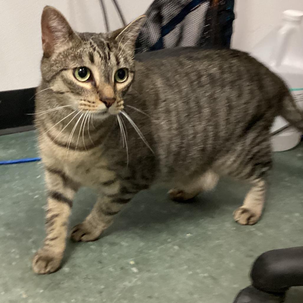 Enlarge Monkey, a Adoptable mixed breed in Tampa, FL image 1/2