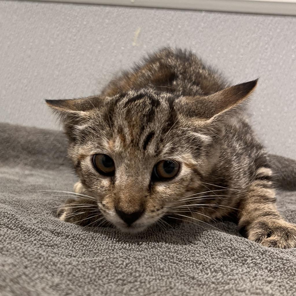 Enlarge Monkey, a Adoptable mixed breed in Tampa, FL image 2/2