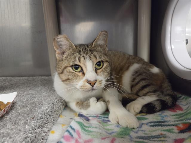 PRIMA, Adoptable, Young Female Domestic Short Hair.
