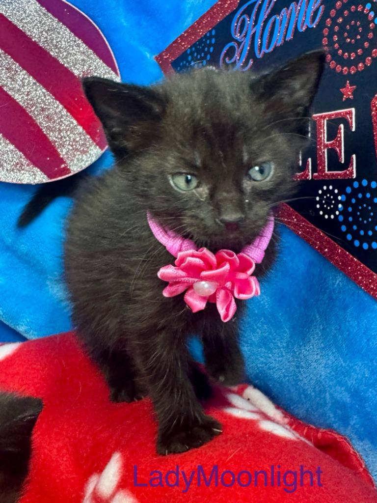 Lady Moonlight, Adoptable, Young Female Domestic Short Hair.