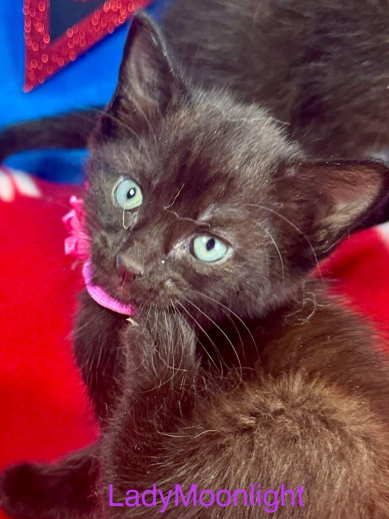 Lady Moonlight, a Adoptable mixed breed in New Braunfels, TX image 2/2