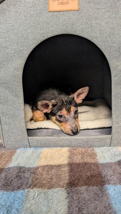 Enlarge Harribelle, a Adoptable mixed breed in Houston, TX image 1/1