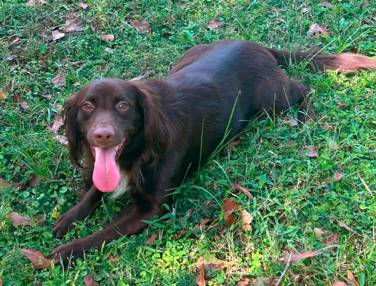 Cocoa, Adoptable, Adult Male Irish Setter & Spaniel.