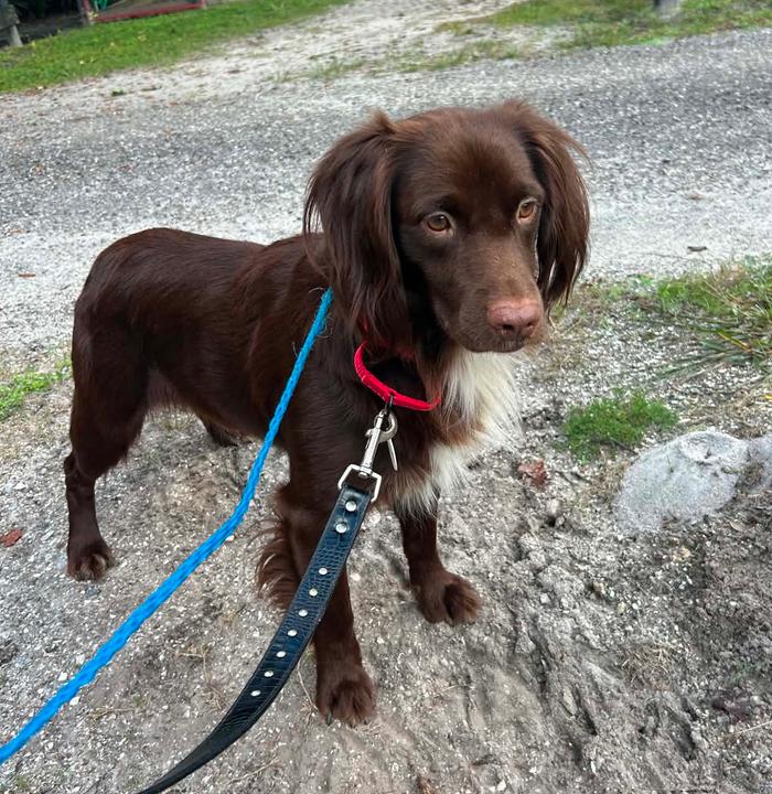 Enlarge Cocoa, a Adoptable mixed breed in Osteen, FL image 2/3