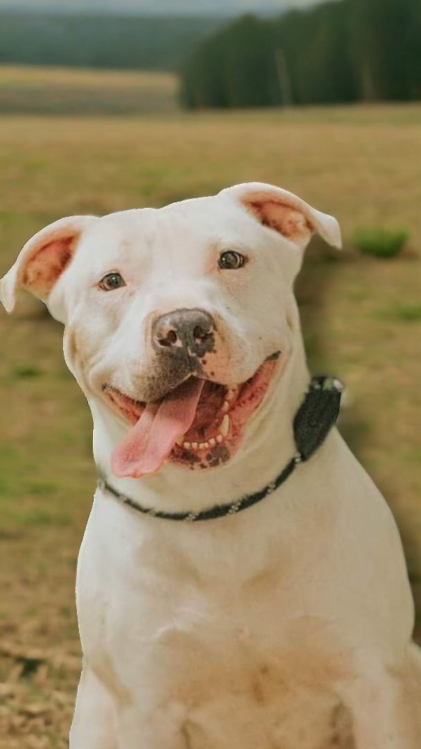 Molly, an adoptable American Staffordshire Terrier in Ravenna, KY, 40472 | Photo Image 3