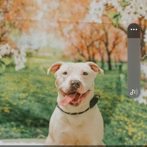 Molly, an adoptable American Staffordshire Terrier in Ravenna, KY, 40472 | Photo Image 4