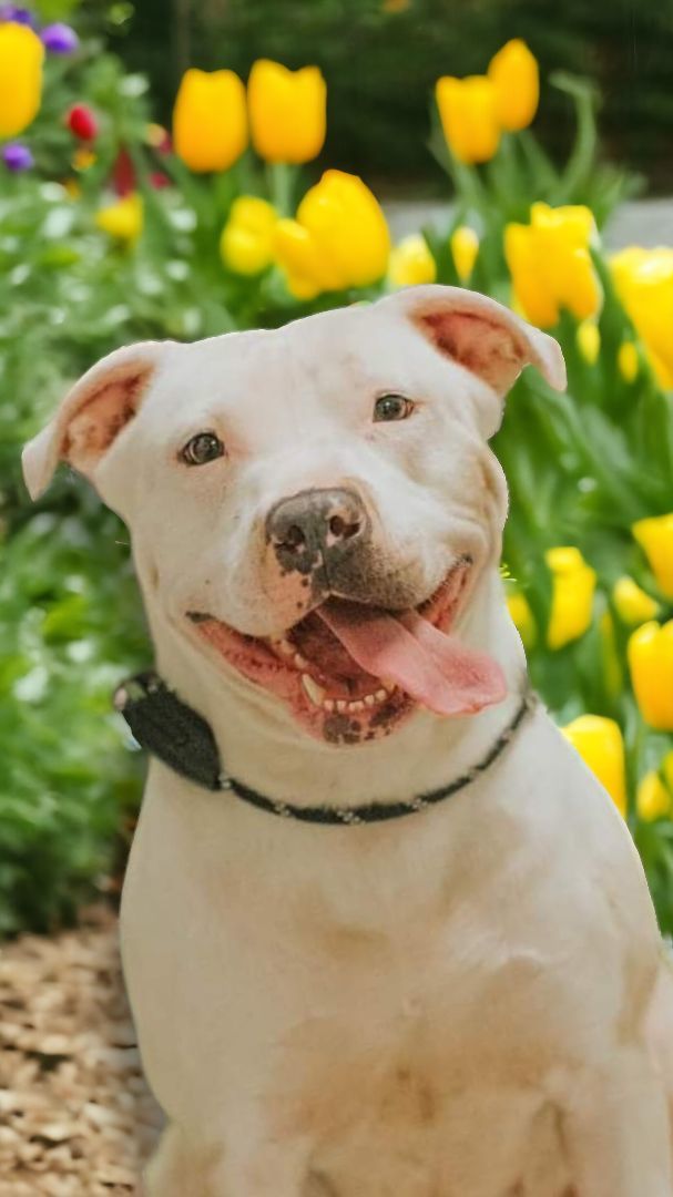 Molly, an adoptable American Staffordshire Terrier in Ravenna, KY, 40472 | Photo Image 5