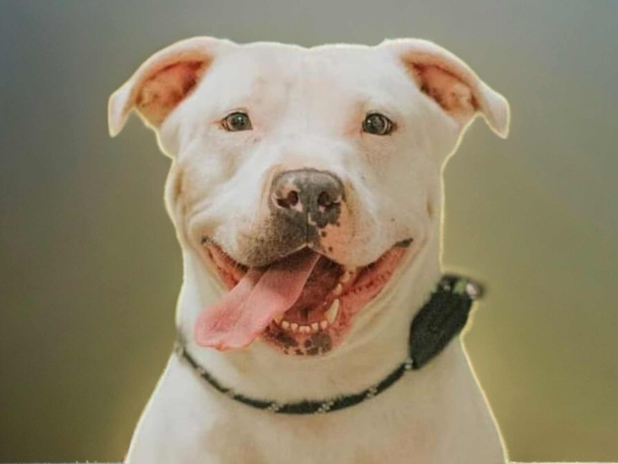 Molly, an adoptable American Staffordshire Terrier in Ravenna, KY, 40472 | Photo Image 2