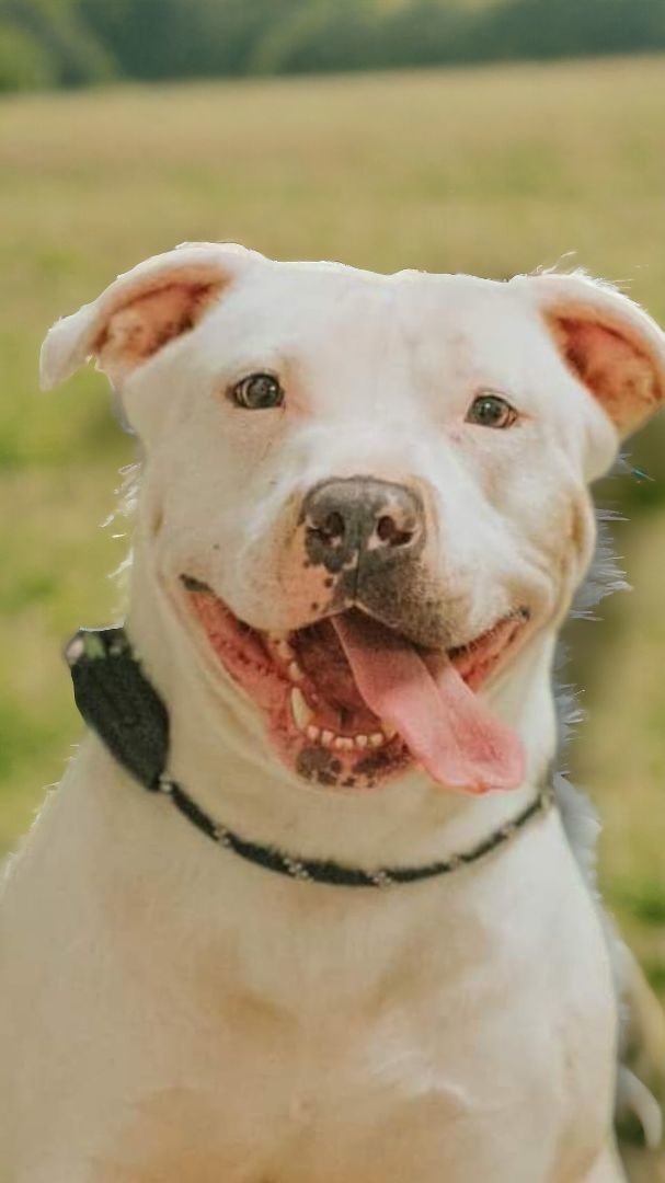 Molly, an adoptable American Staffordshire Terrier in Ravenna, KY, 40472 | Photo Image 1