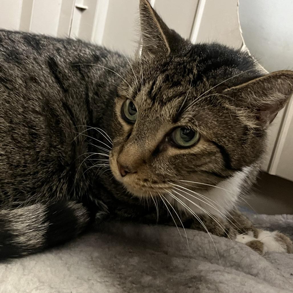 Ari, Adoptable, Senior Male Domestic Short Hair.