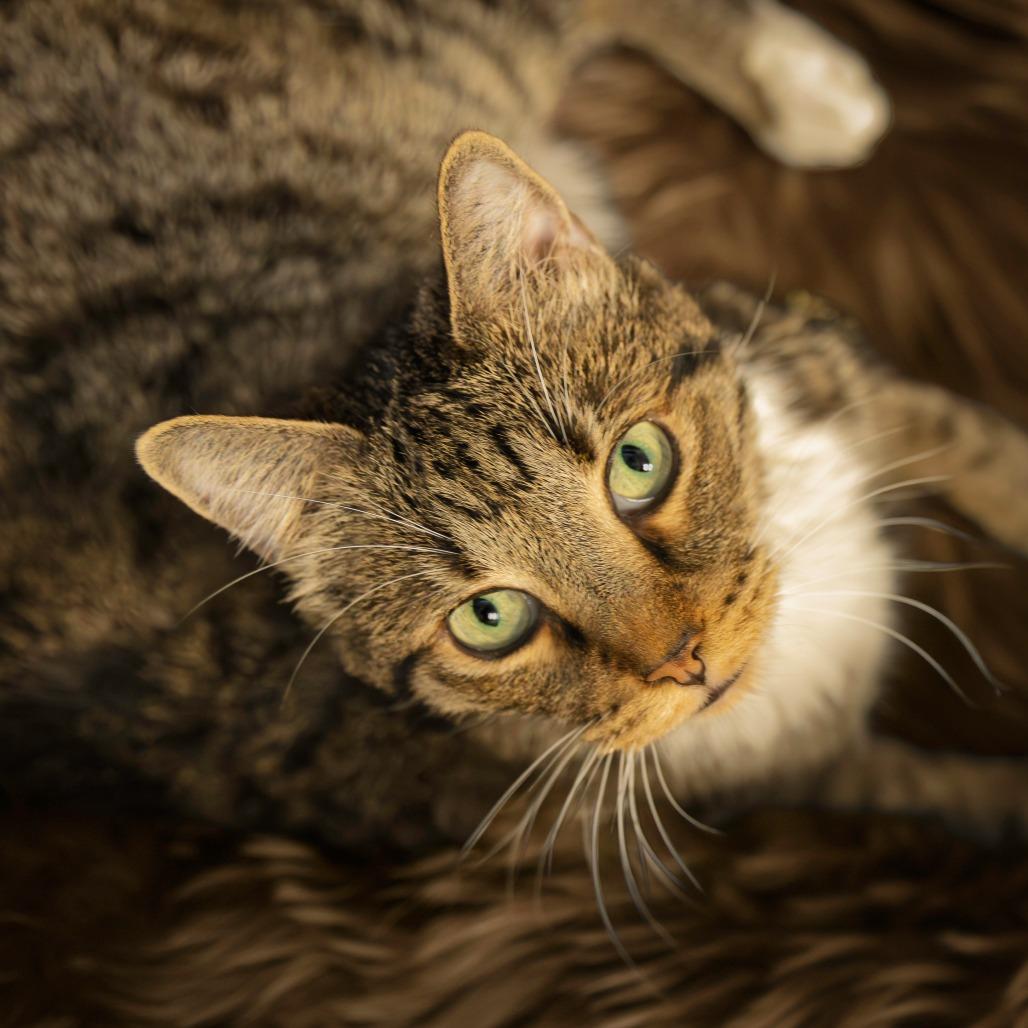 Enlarge Ari, a Adoptable Domestic Short Hair in Las Vegas, NV image 2/2