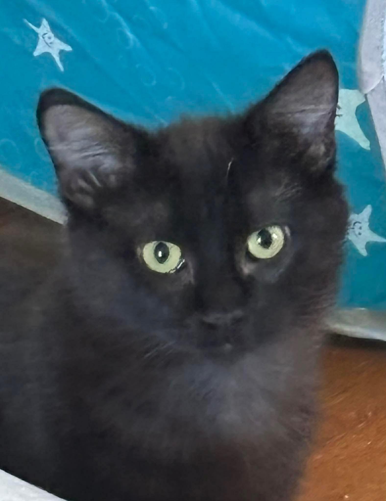 Yuki, ADOPTABLE, Young Male Domestic Short Hair.
