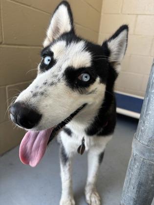 Robin, Adoptable, Adult Female Husky.