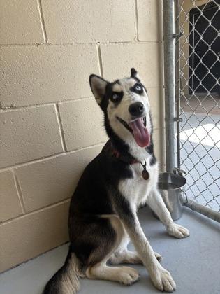 Enlarge Robin, a Adoptable Husky in Harlingen, TX image 2/2