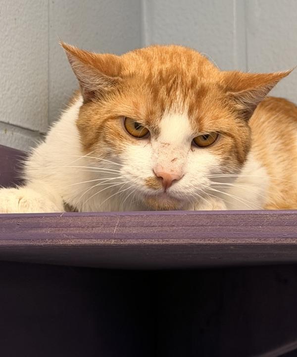 Grilled Cheese Sammy, Adoptable, Adult Male Domestic Short Hair.