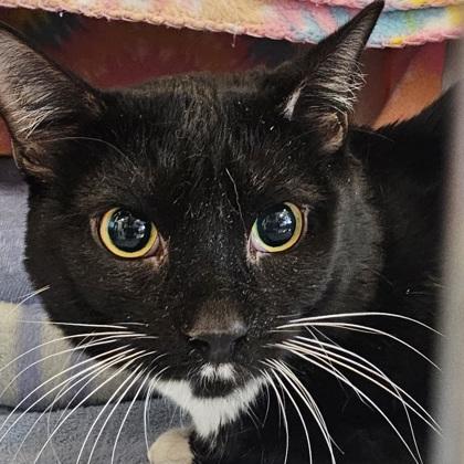 Mustache, Adoptable, Adult Male Domestic Short Hair & Domestic Short Hair.