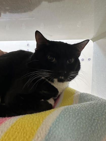 Mustache, a Adoptable mixed breed in Scotia, NY image 2/2