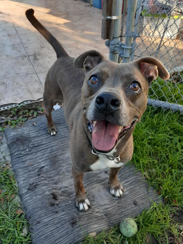 Sergio, Adoptable, Adult Male Mixed Breed.