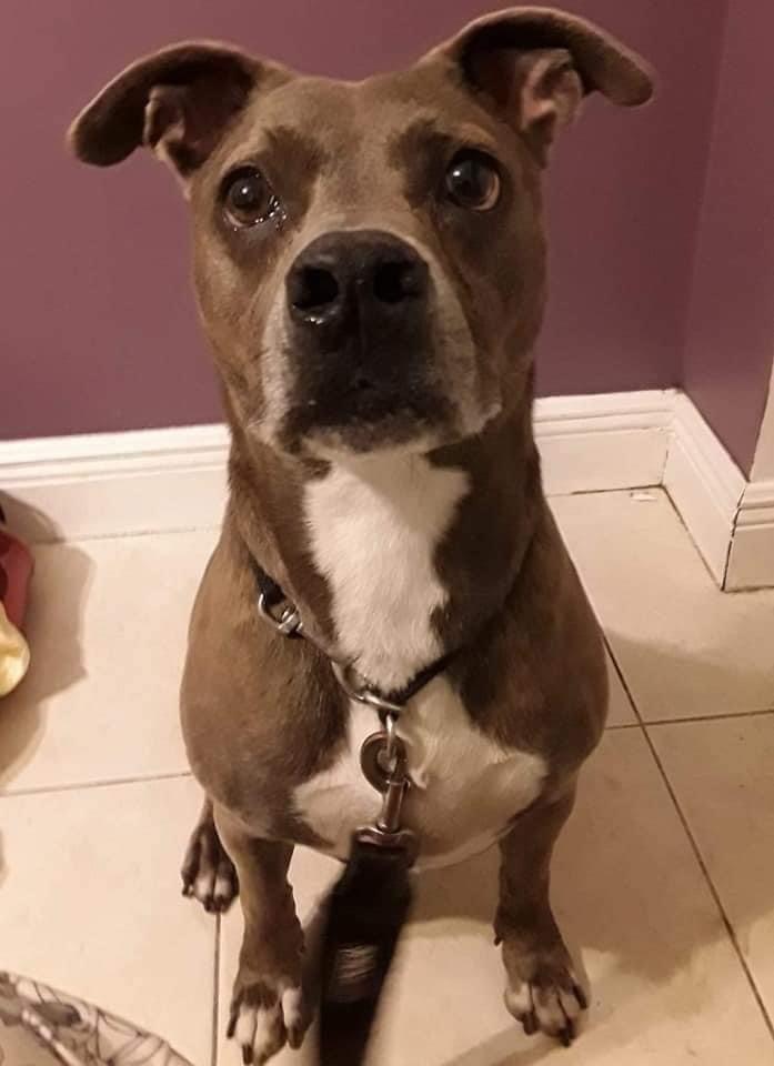 Enlarge Sergio, a Adoptable Mixed Breed in Coral Springs, FL image 2/6