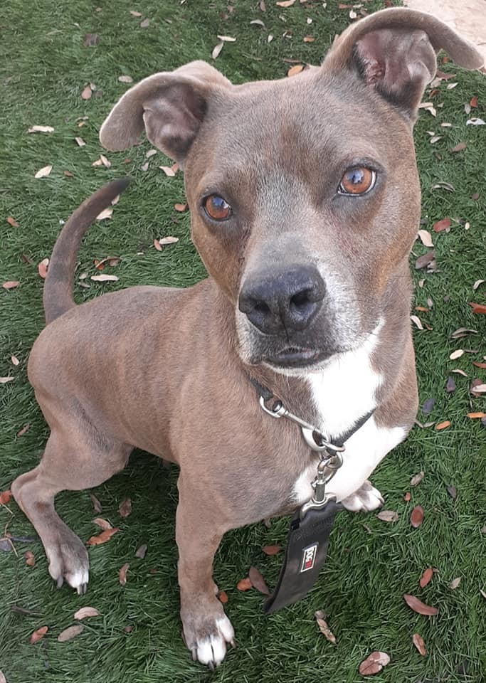 Enlarge Sergio, a Adoptable Mixed Breed in Coral Springs, FL image 3/6