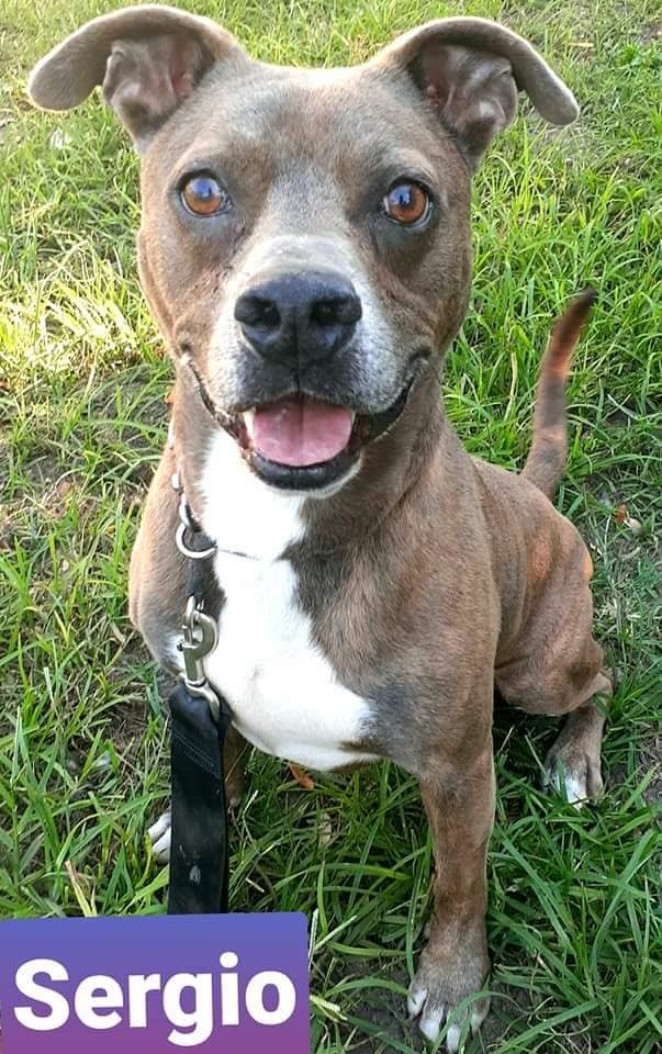 Enlarge Sergio, a Adoptable Mixed Breed in Coral Springs, FL image 4/6