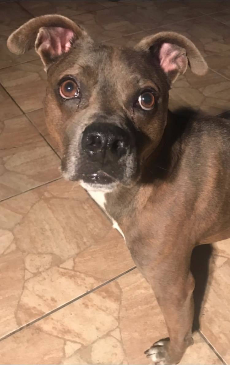 Enlarge Sergio, a Adoptable Mixed Breed in Coral Springs, FL image 5/6