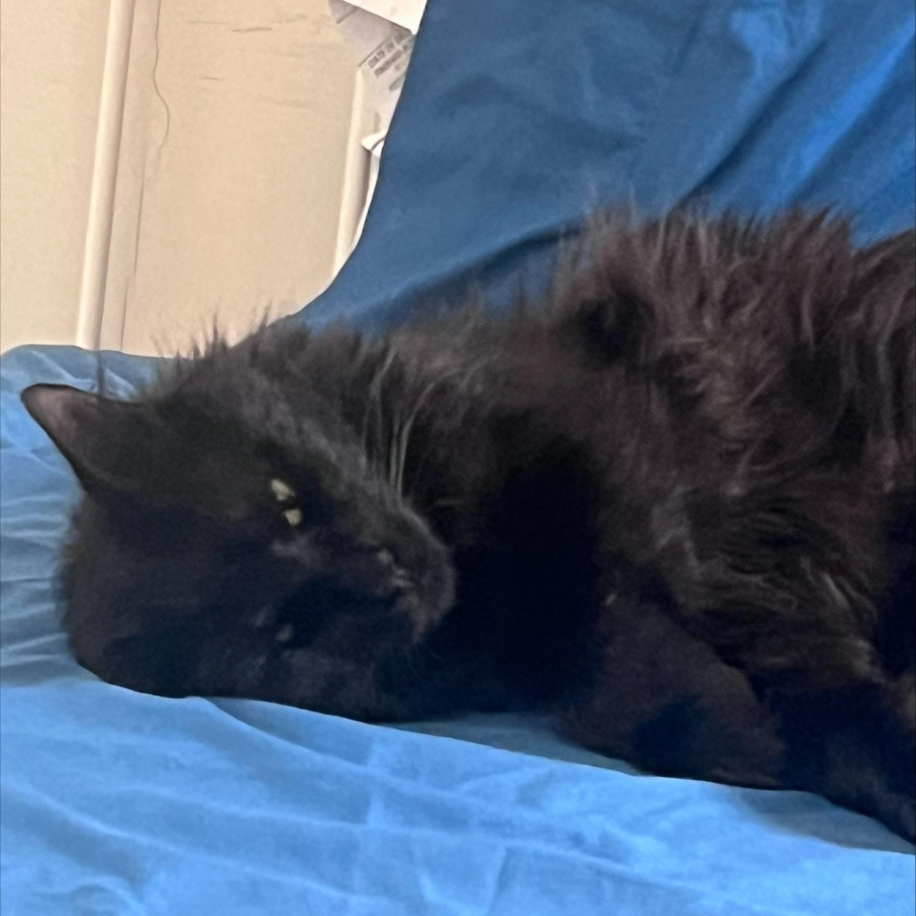 Sidney, Adoptable, Young Male Domestic Medium Hair.